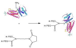 Scheme of Protein PEGylation with JenKem® Y-PEG-NHS