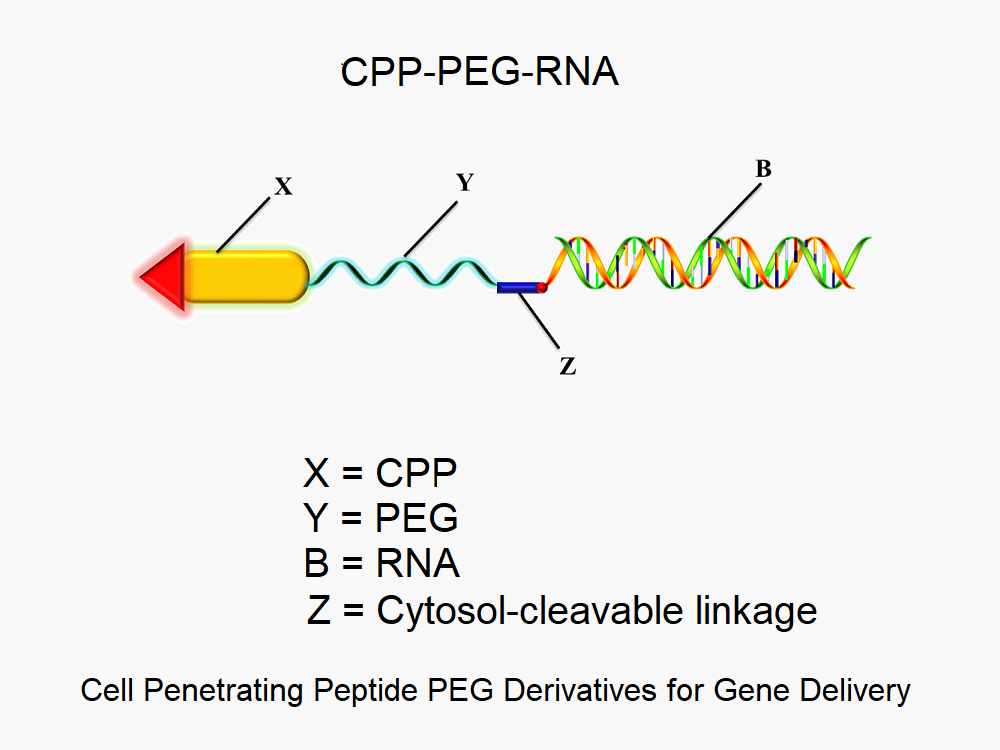 Cell Penetrating Peptide PEG Derivatives - Gene Delivery