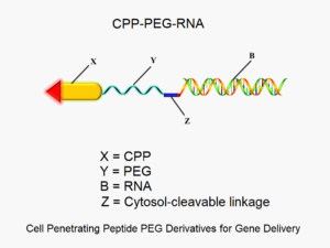Cell Penetrating Peptide PEG Derivatives for Gene Delivery